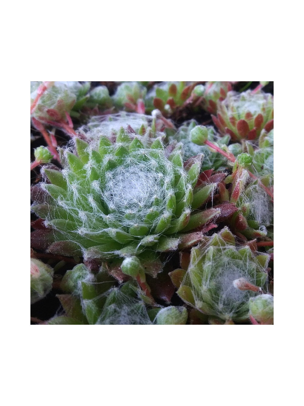 Rojnik pajęczynowaty - Sempervivum arachnoideum