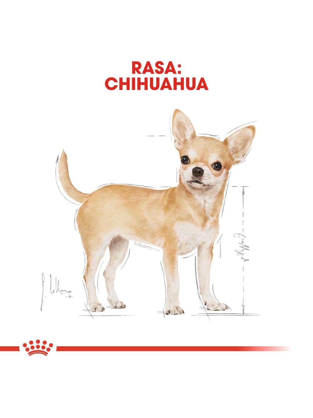 ROYAL CANIN Chihuahua Adult 500g karma sucha dla psów dorosłych rasy chihuahua/ opakowanie uszkodzone (8968)!!!
