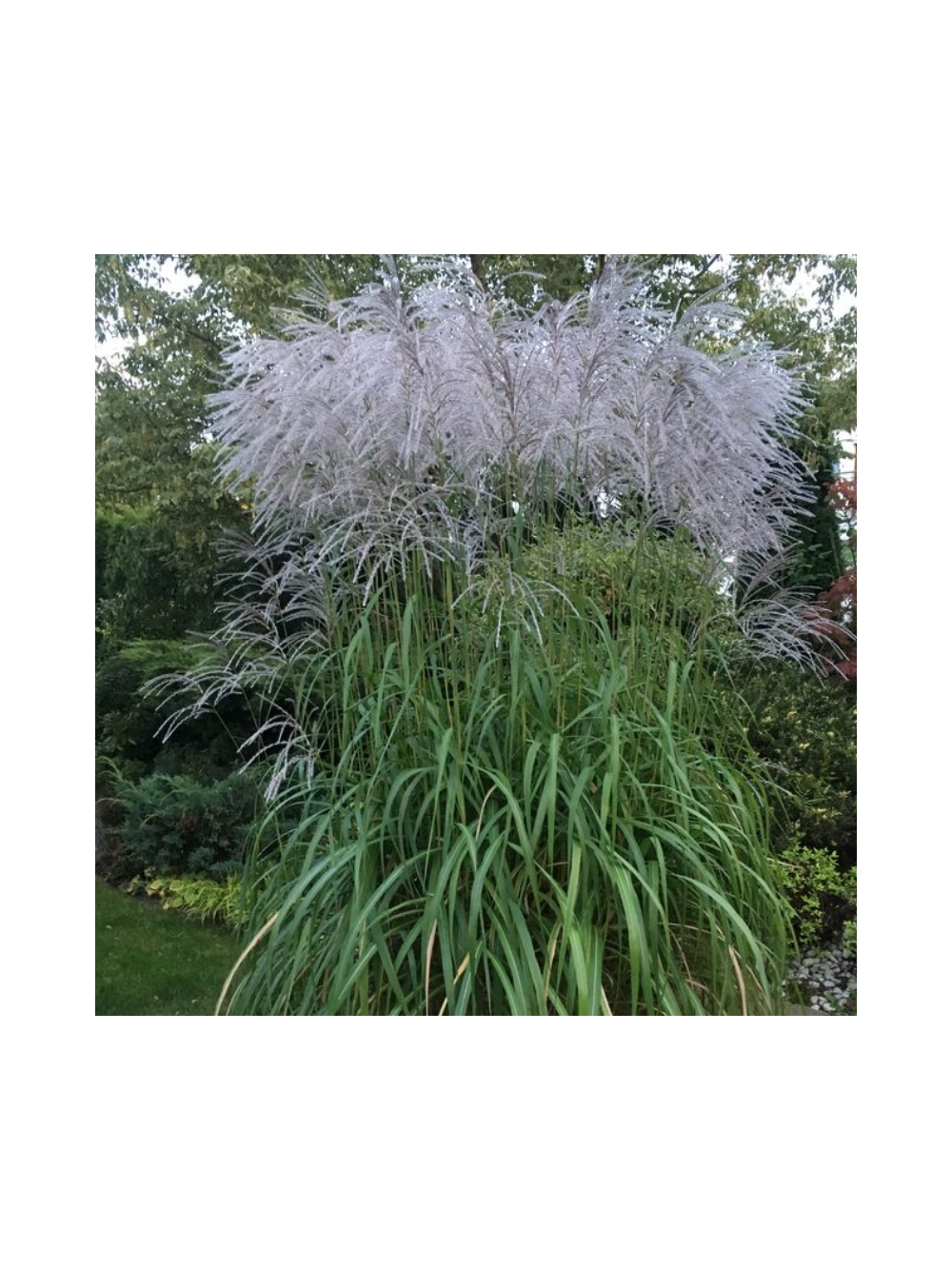 Miskant chiński- Miscanthus sinensis 'Memory'