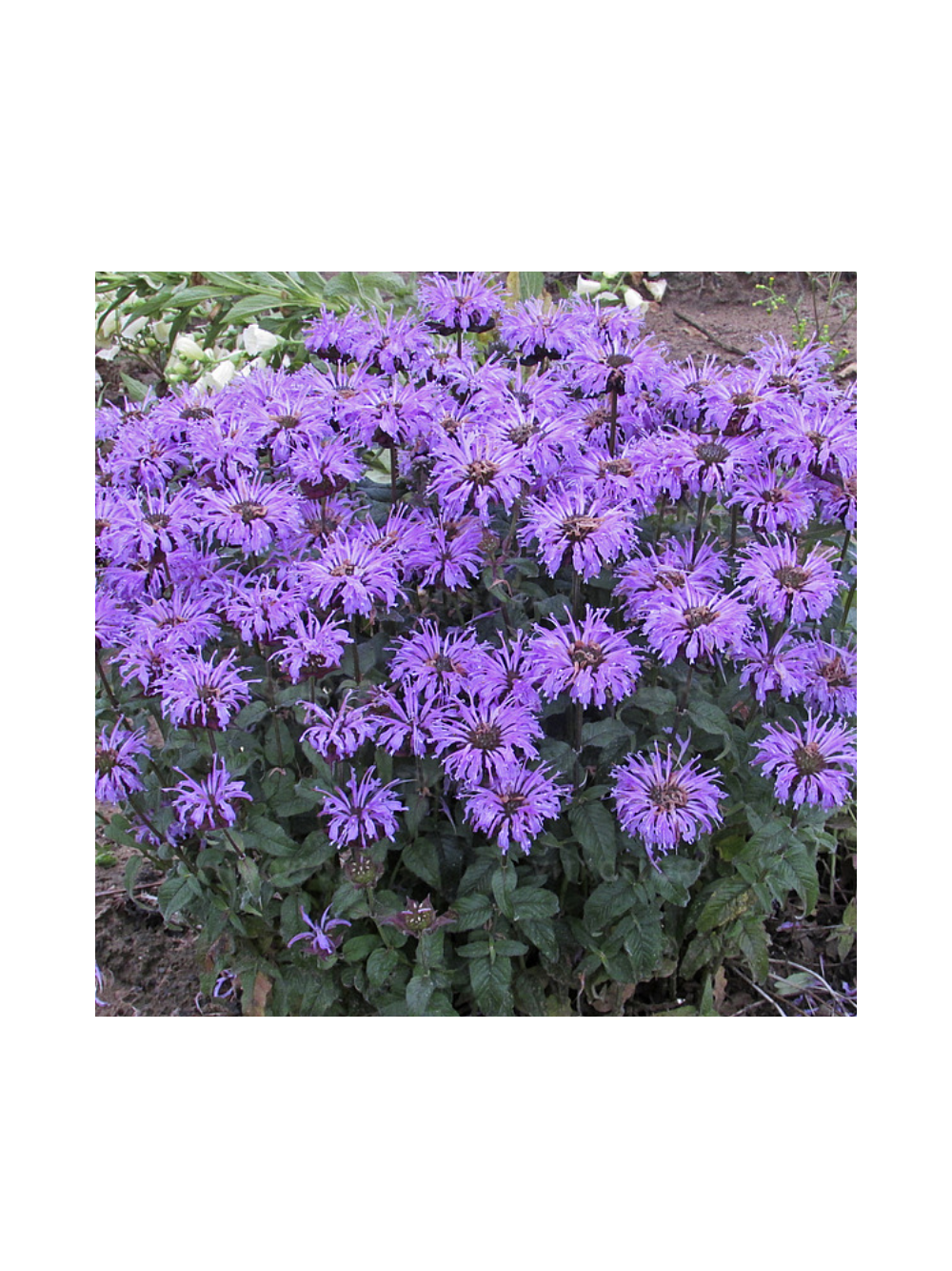 Pysznogłówka - Monarda hybrida 'Bee-Pretty'
