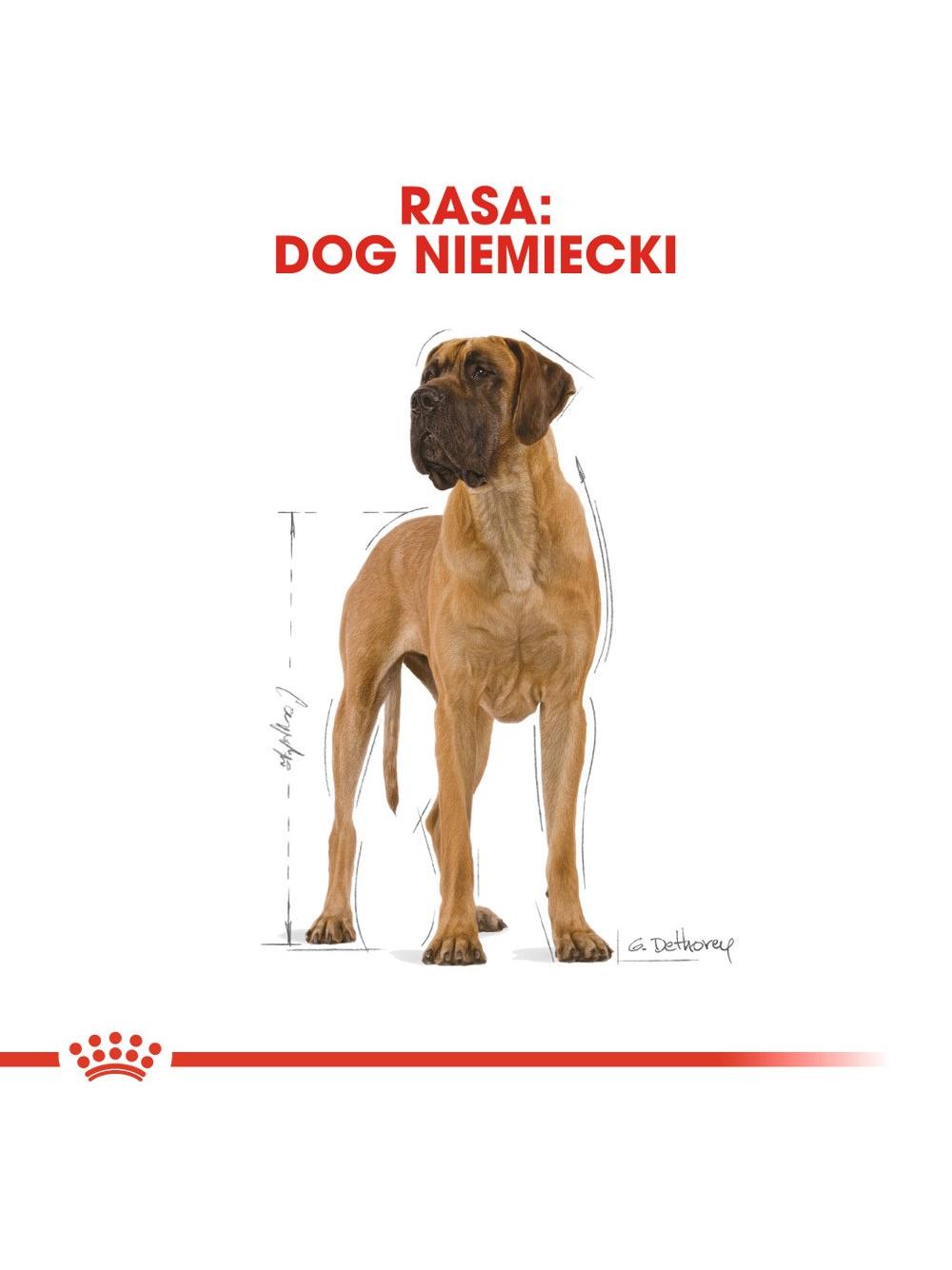 ROYAL CANIN Great Dane Adult 12kg karma sucha dla psów dorosłych rasy dog niemiecki