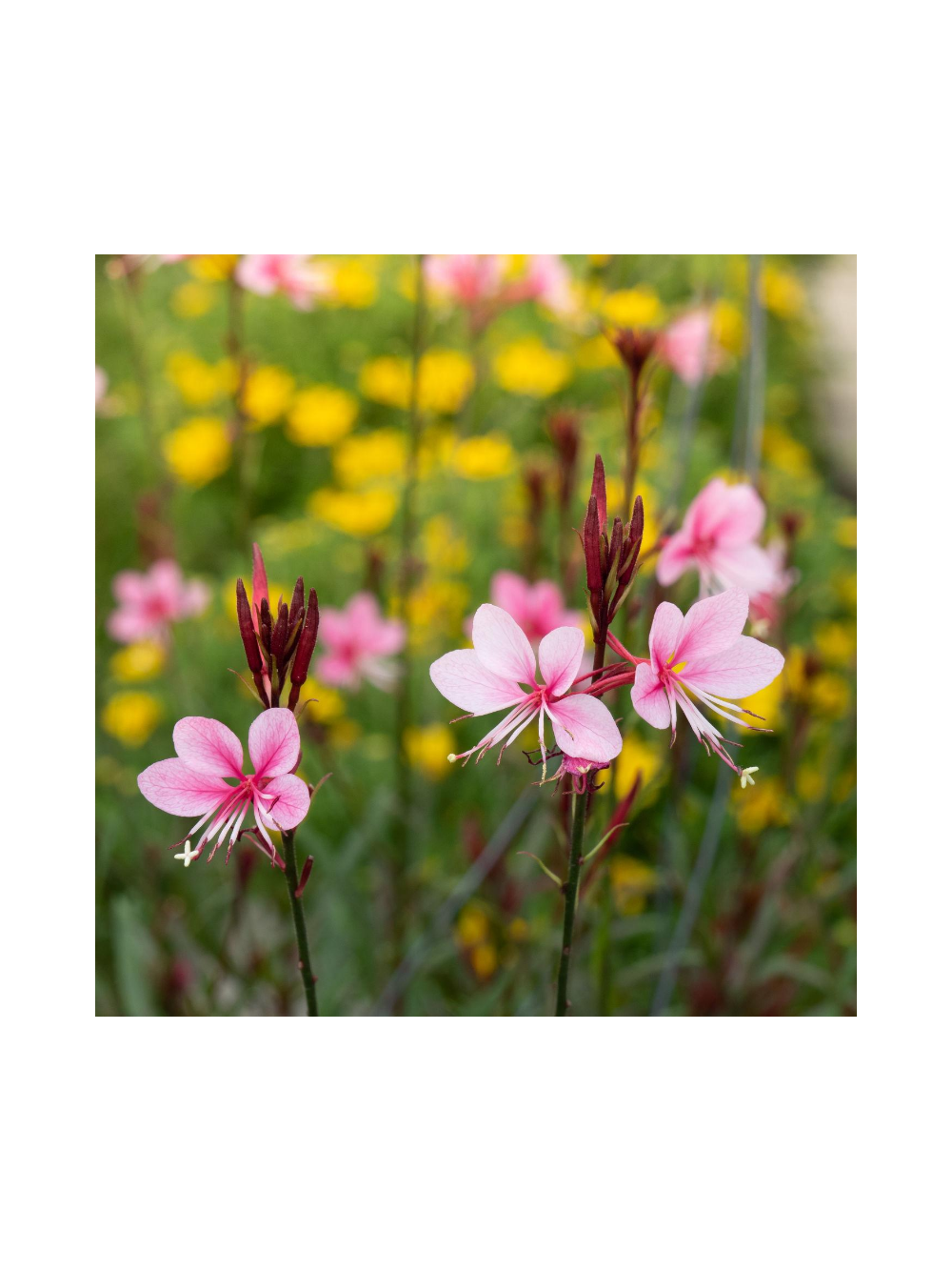 Gaura - Gaura lindheimeri 'Siskiyou Pink'