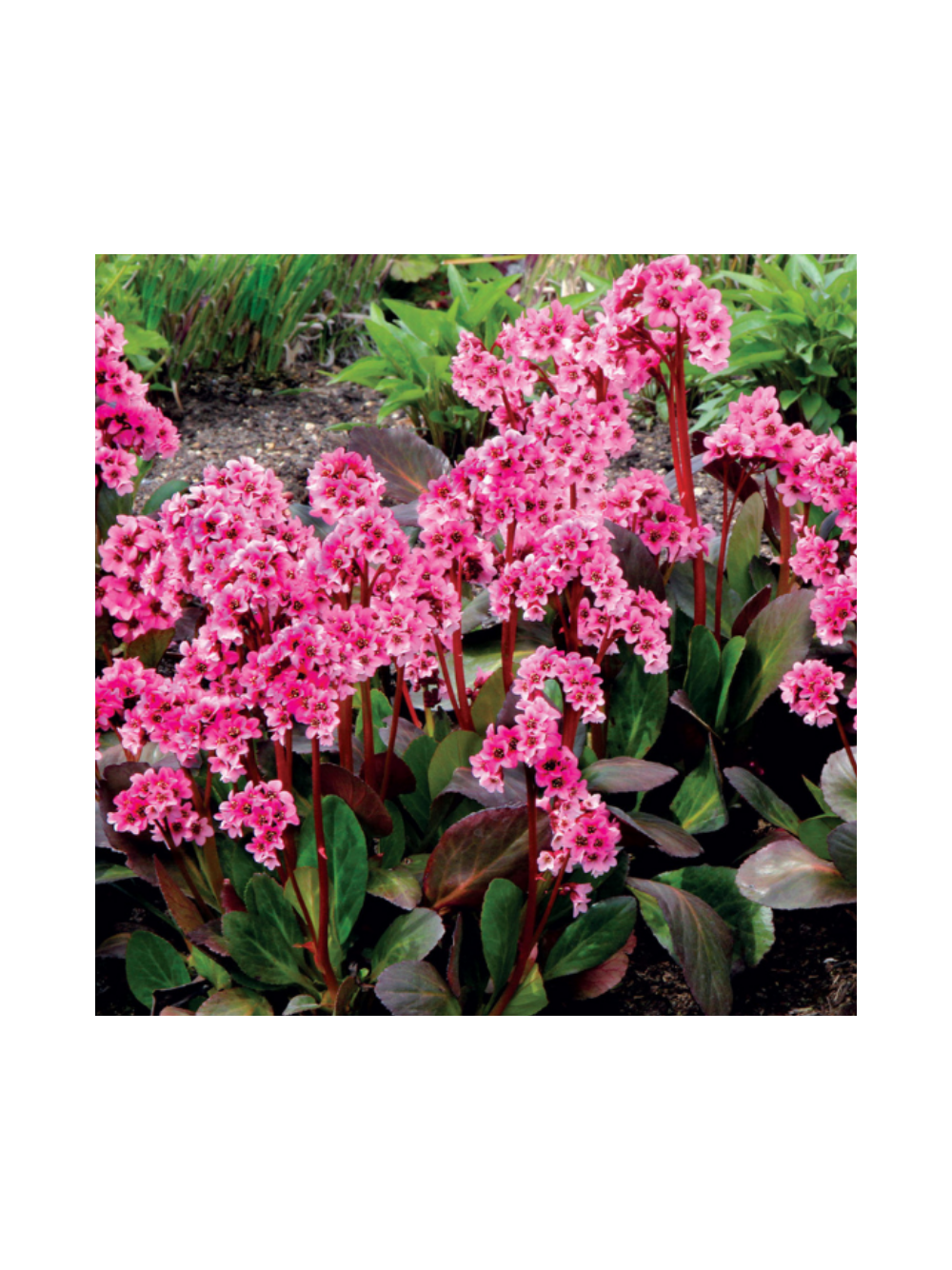 Bergenia x hybrida 'Flirt'