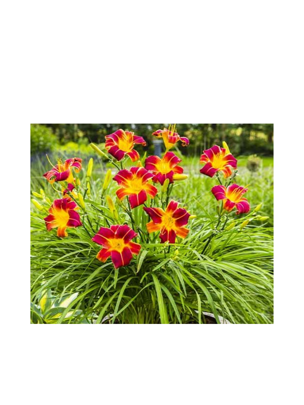 Liliowiec - Hemerocallis 'Autumn Red'