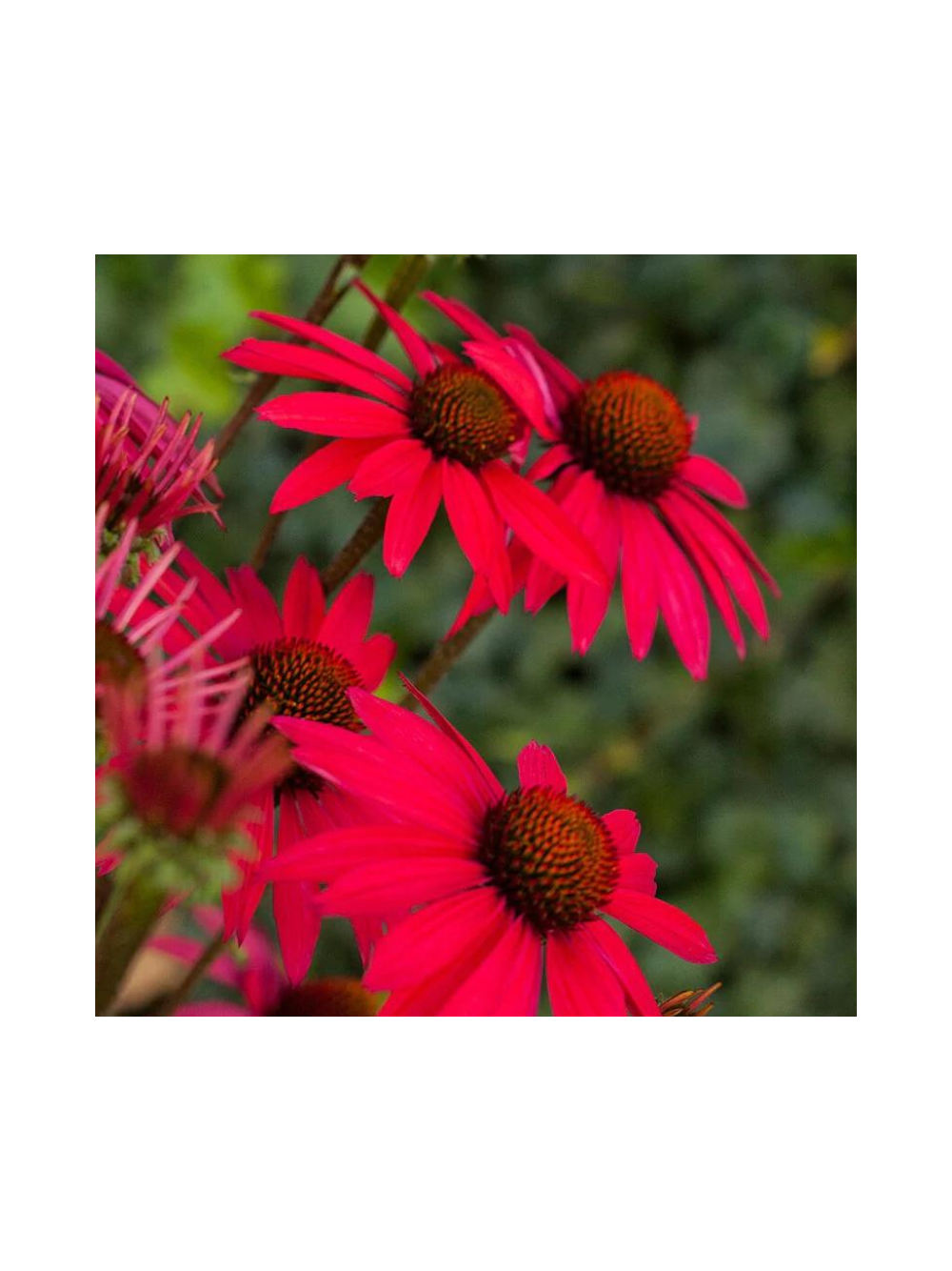 Jeżówka purpurowa - Echinacea purpurea 'Glowing Dream'