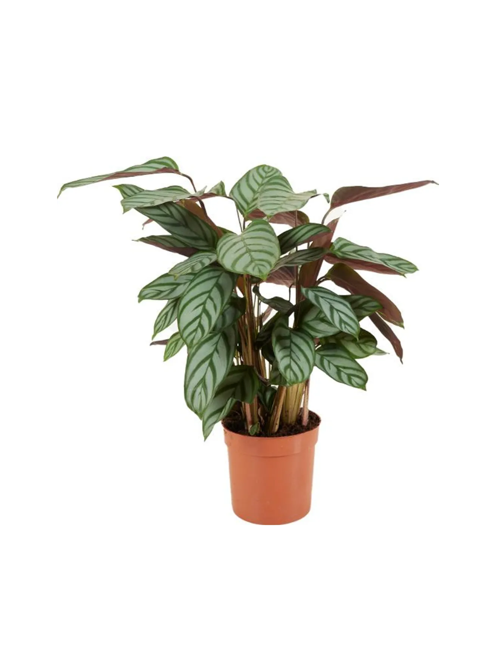 Calathea Setosa d12