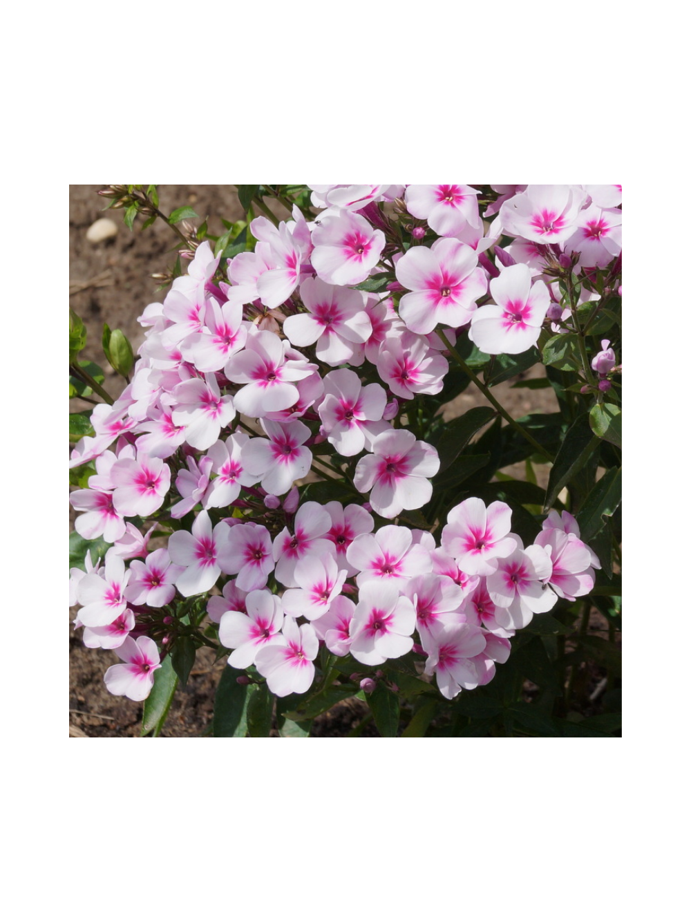 Floks wiechowaty - Phlox paniculata 'Early Pink'
