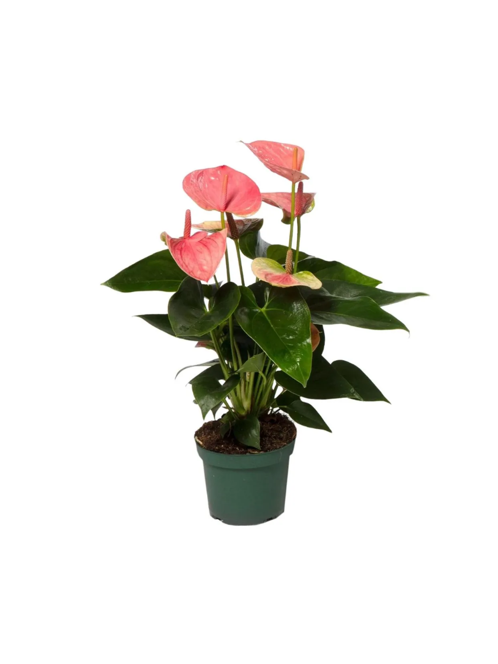 Anthurium różowe d12