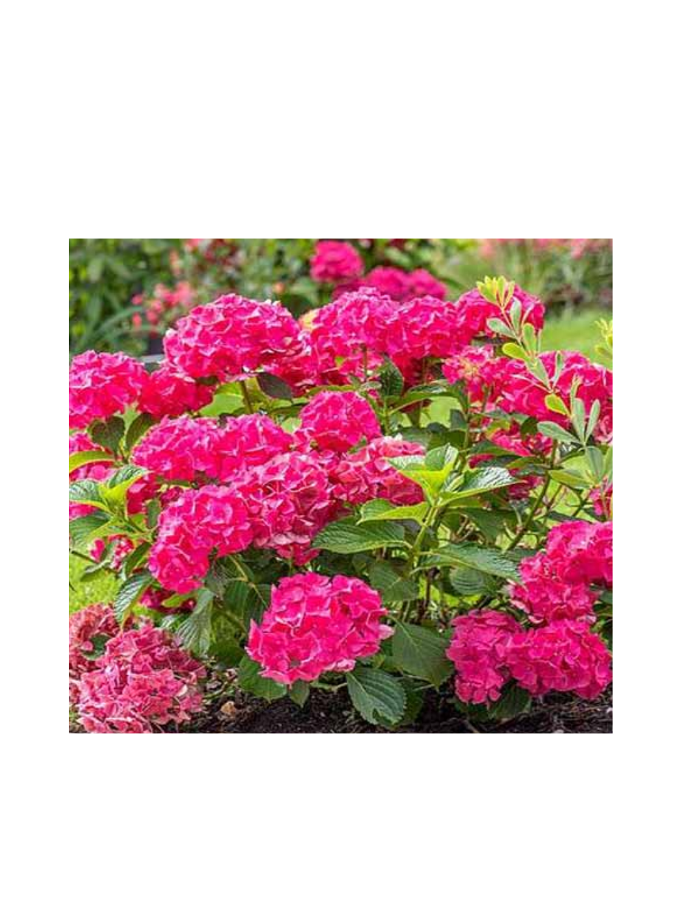 Hortensja ogrodowa - Hydrangea macrophylla 'Leuchtfeuer'