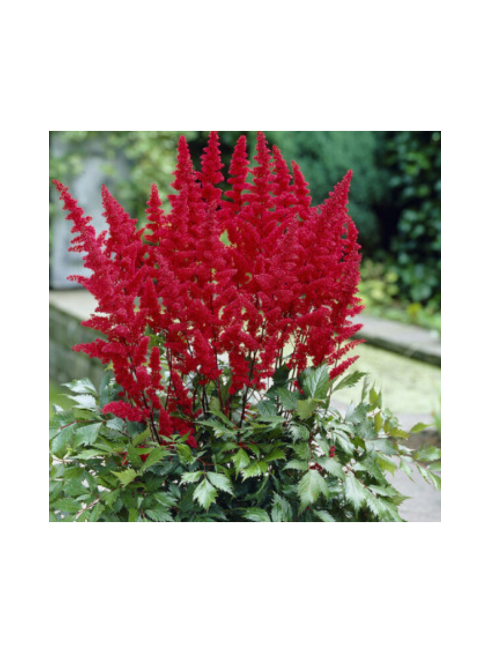 Tawułka Arendsa - Astilbe arendsii 'Fanal'