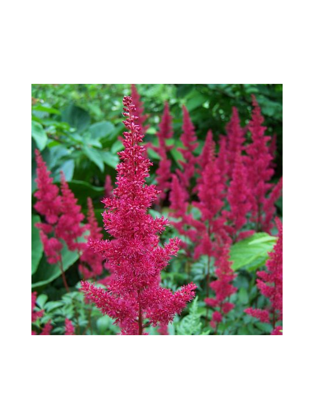 Tawułka Arendsa - Astilbe arendsii 'Fanal'