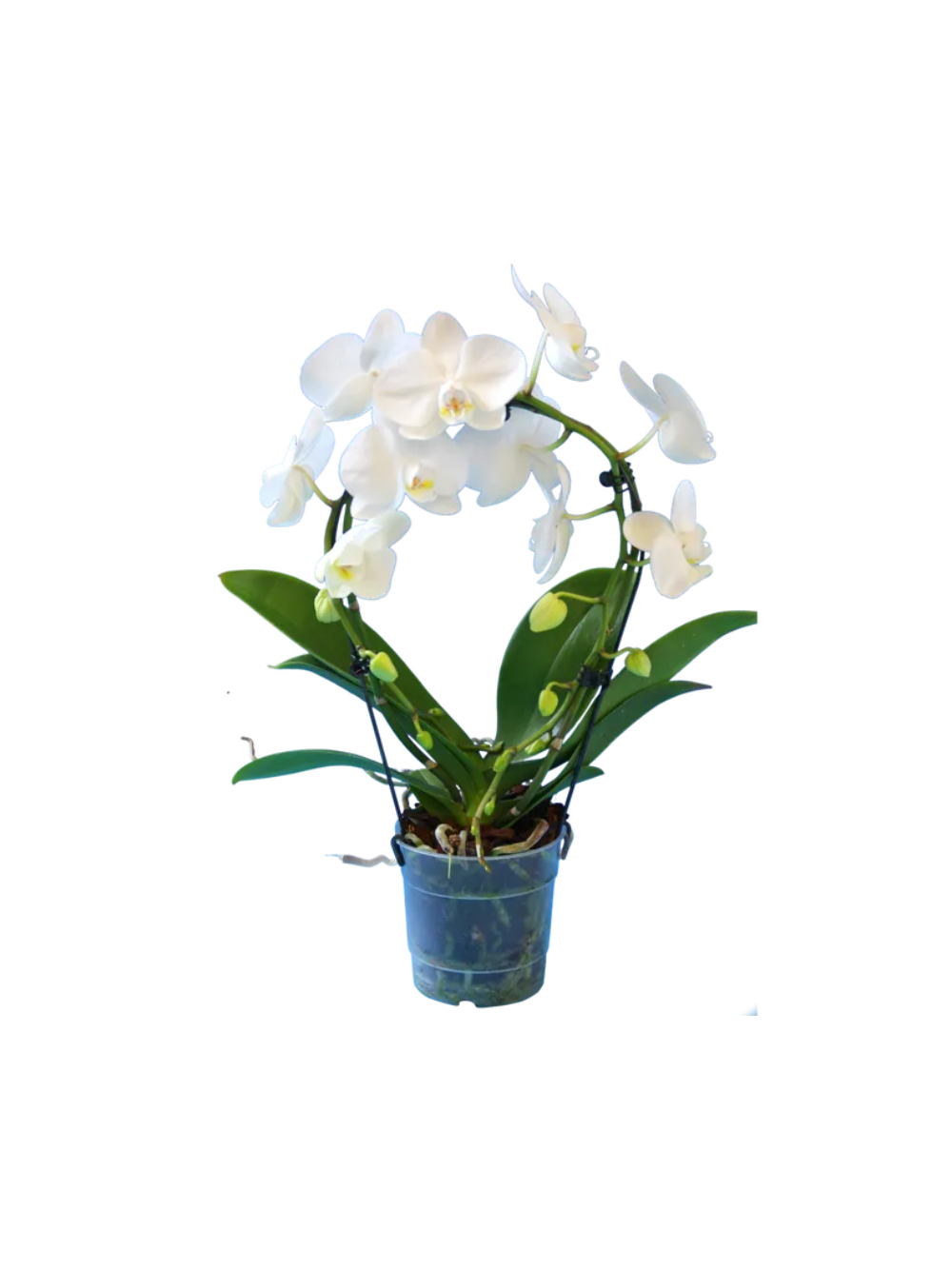 Storczyk Koszyk Extra (Phalaenopsis) 2 pędy biały d9