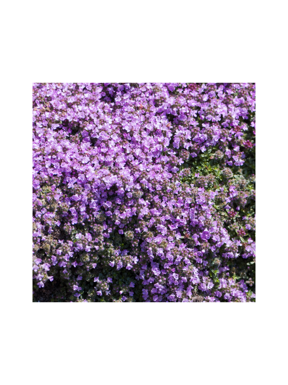 Macierzanka wczesna - Thymus pygmaeus