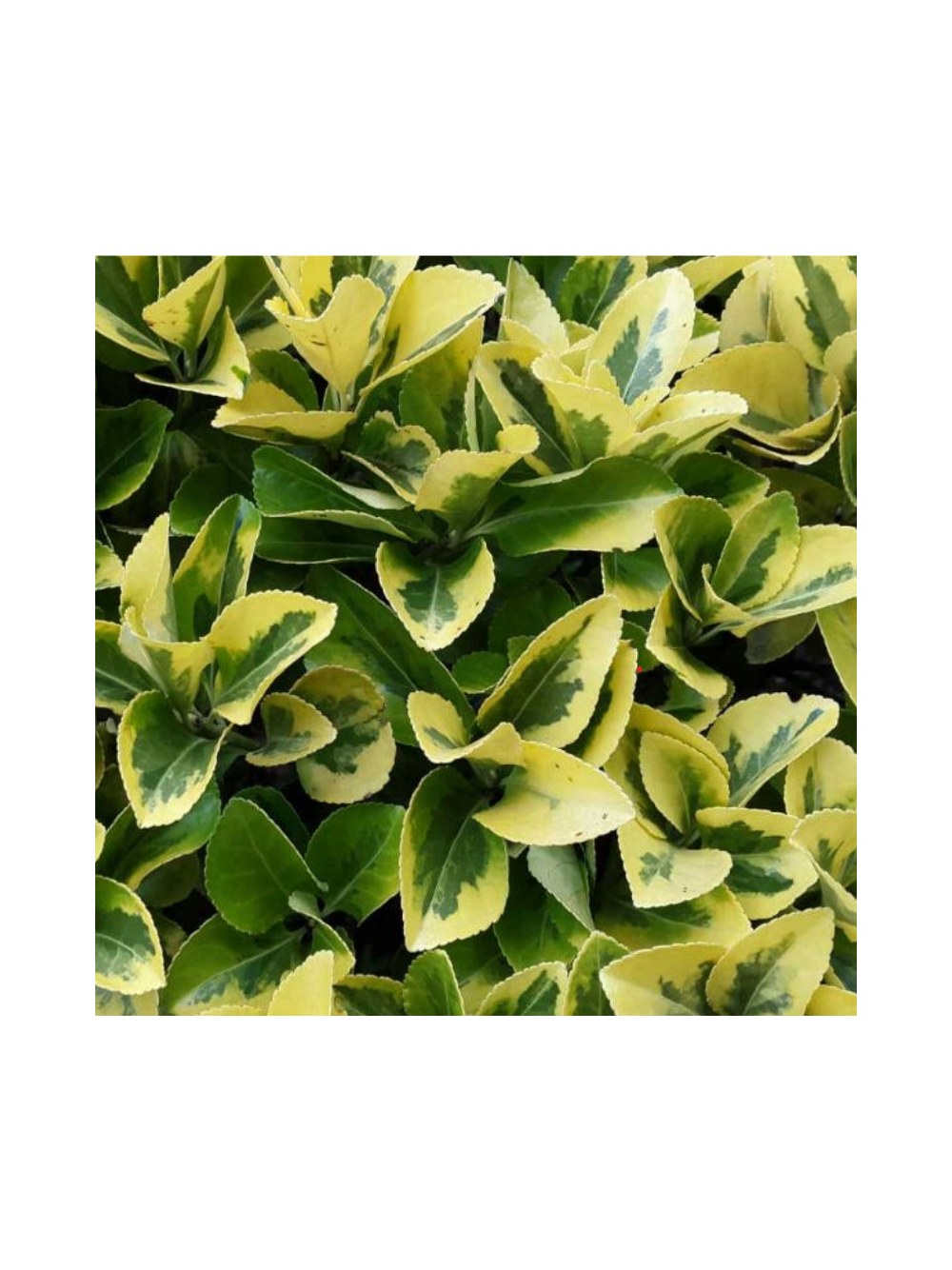 Trzmielina japońska - Euonymus japonica 'Aureomarginatus'