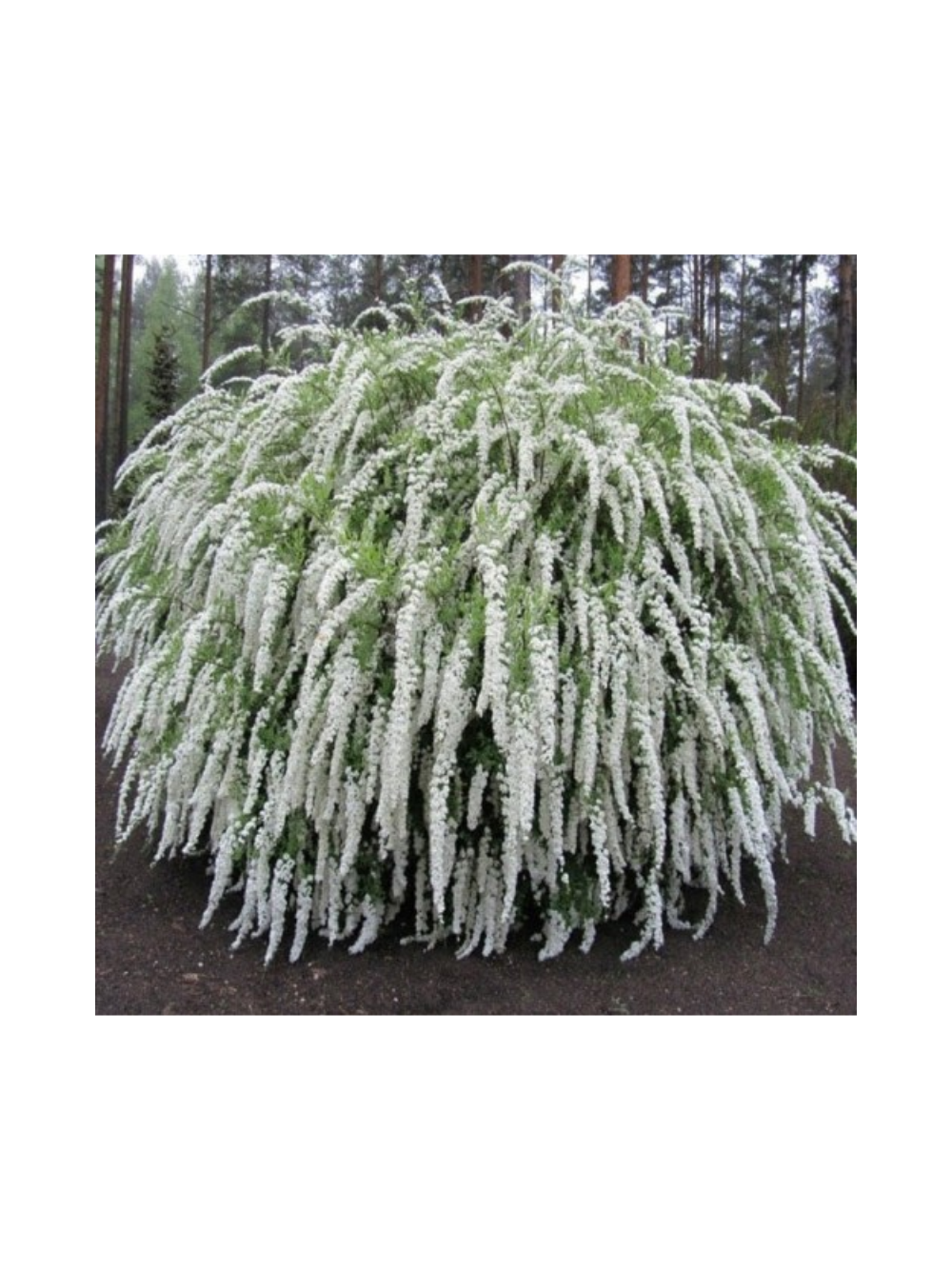 Tawuła szara - Spiraea cinerea 'Grefsheim'