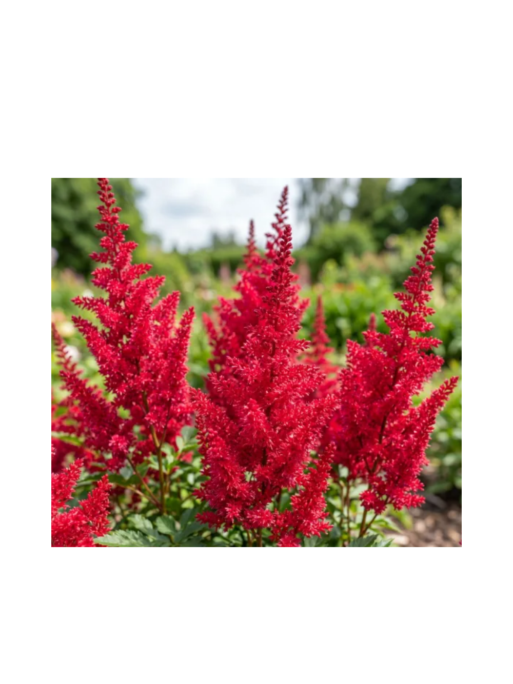 Tawułka Arendsa - Astilbe arendsii 'Fanal'