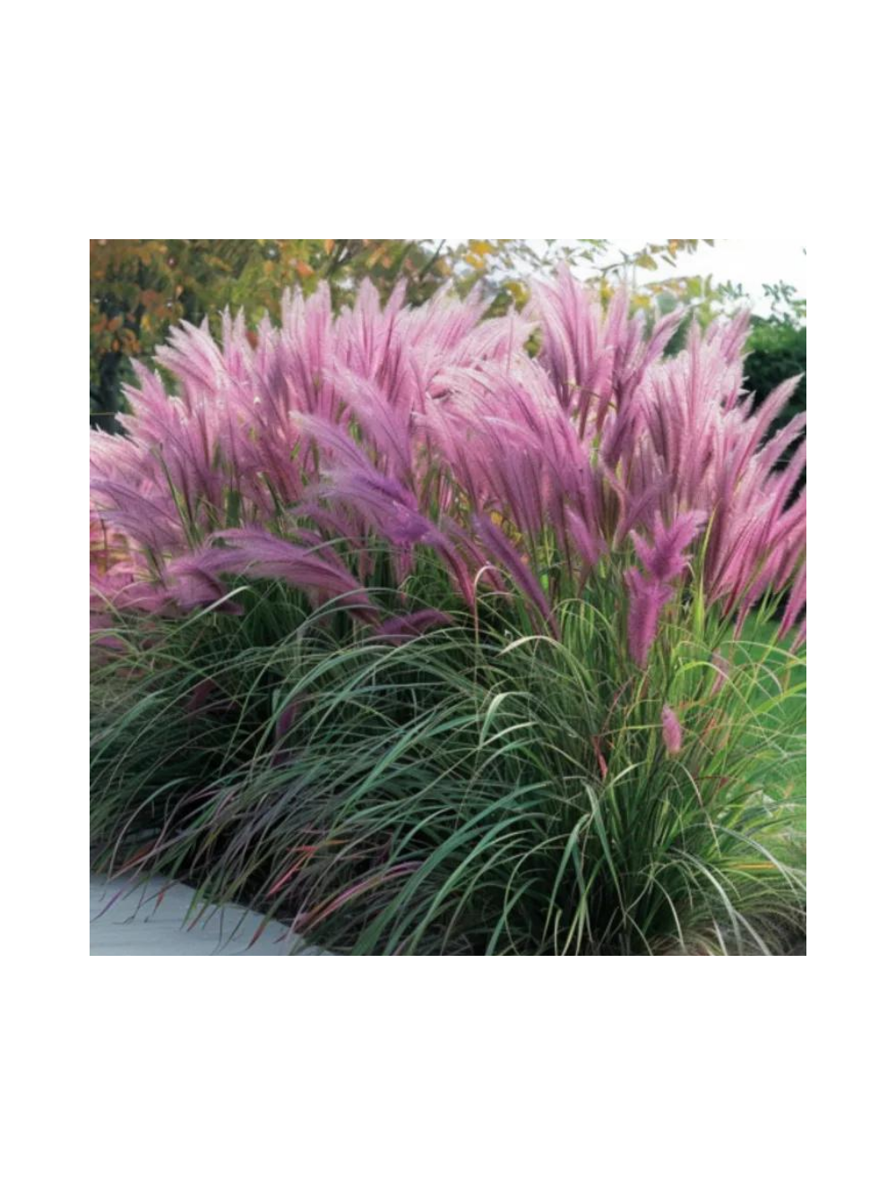Rozplenica japońska - Pennisetum alopecuroides 'Red Head'