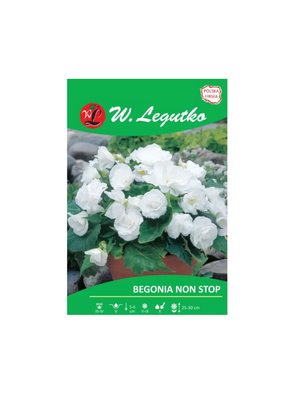 Begonia bulwiasta Non Stop biała 2szt.