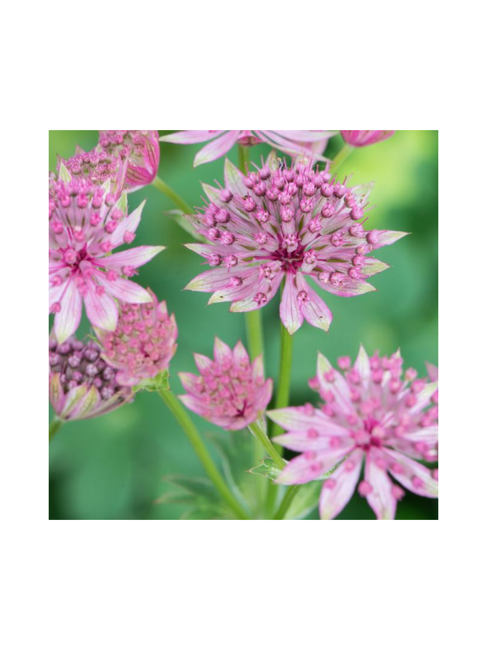 Jarzmianka większa - Astrantia major 'Roma'®