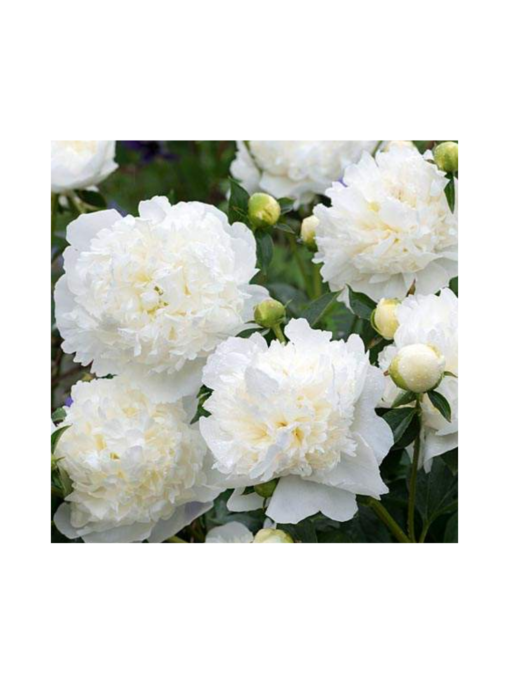 Piwonia drzewiasta - Paeonia suffruticosa 'Xue Ta'