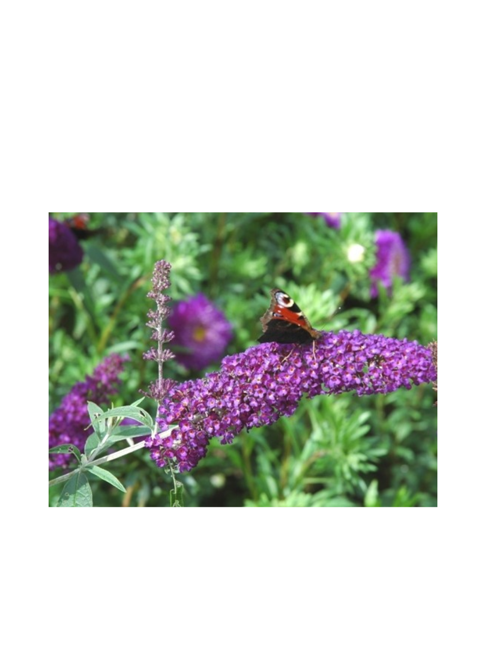 Budleja Dawida - Buddleja davidii 'Ile de France'