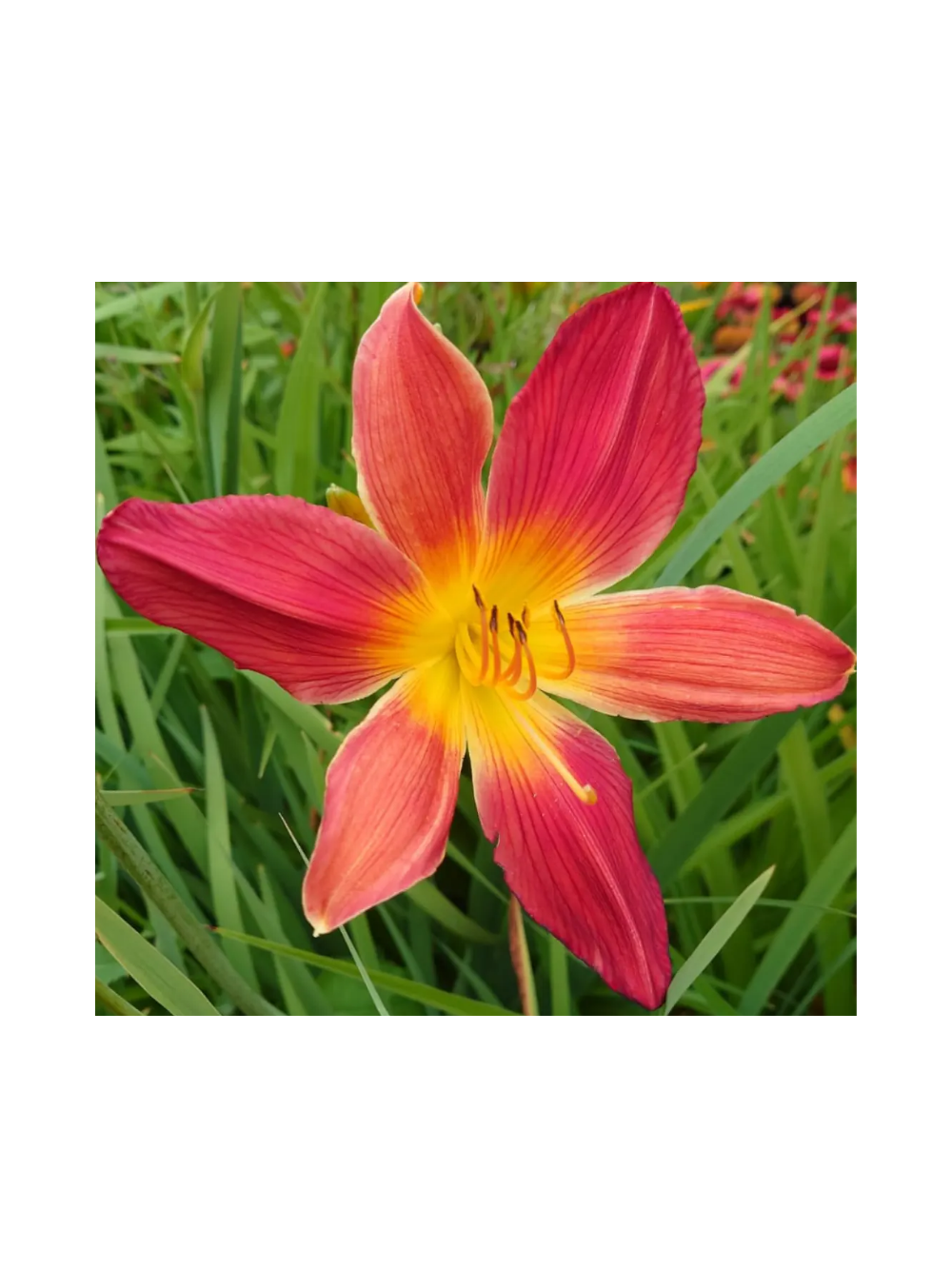 Liliowiec - Hemerocallis 'Autumn Red'