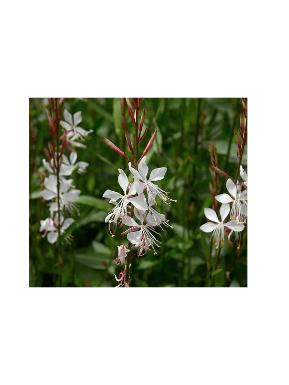 Gaura - Gaura lindheimeri
