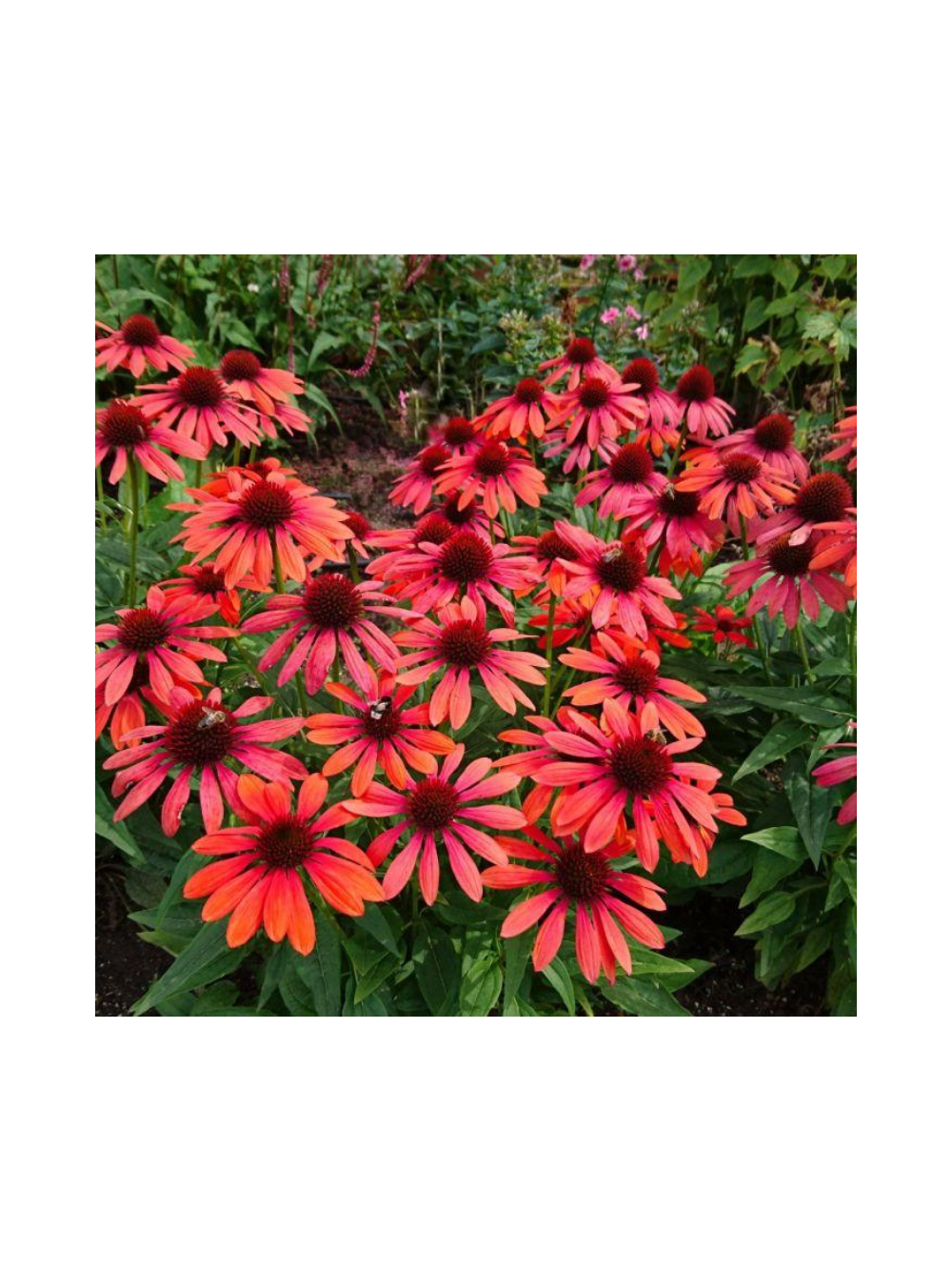 Jeżówka purpurowa - Echinacea purpurea 'Pearl Red'