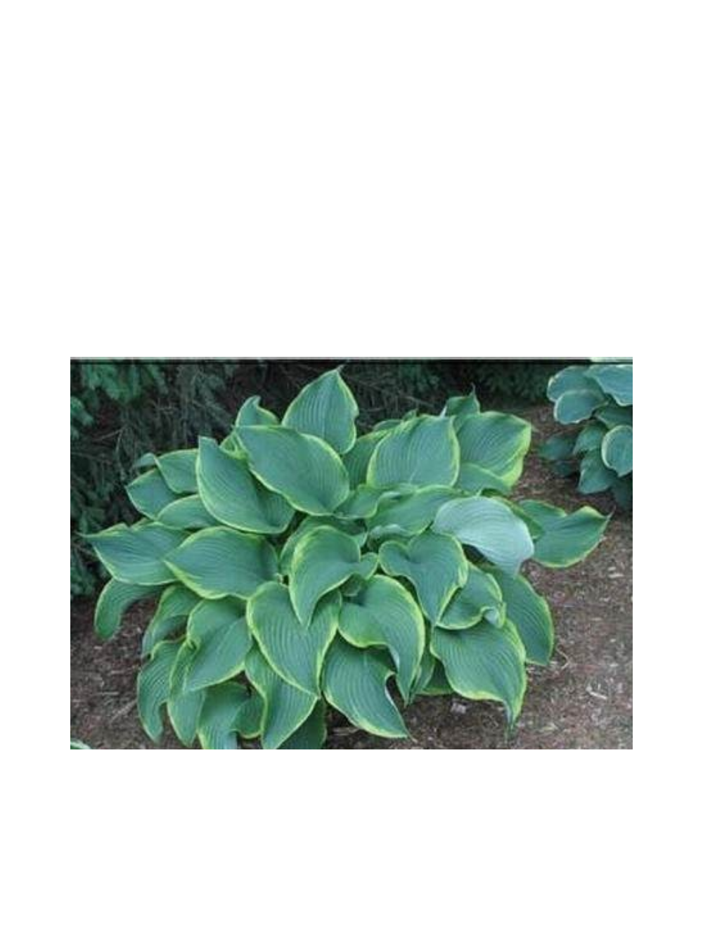 Funkia - Hosta 'Abba Dabba Do'