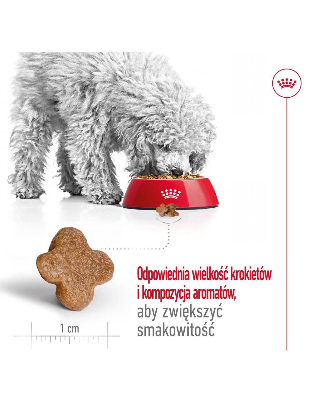 ROYAL CANIN Mini Adult +8  8kg karma sucha dla psów starszych od 8 do 12 roku życia, ras małych