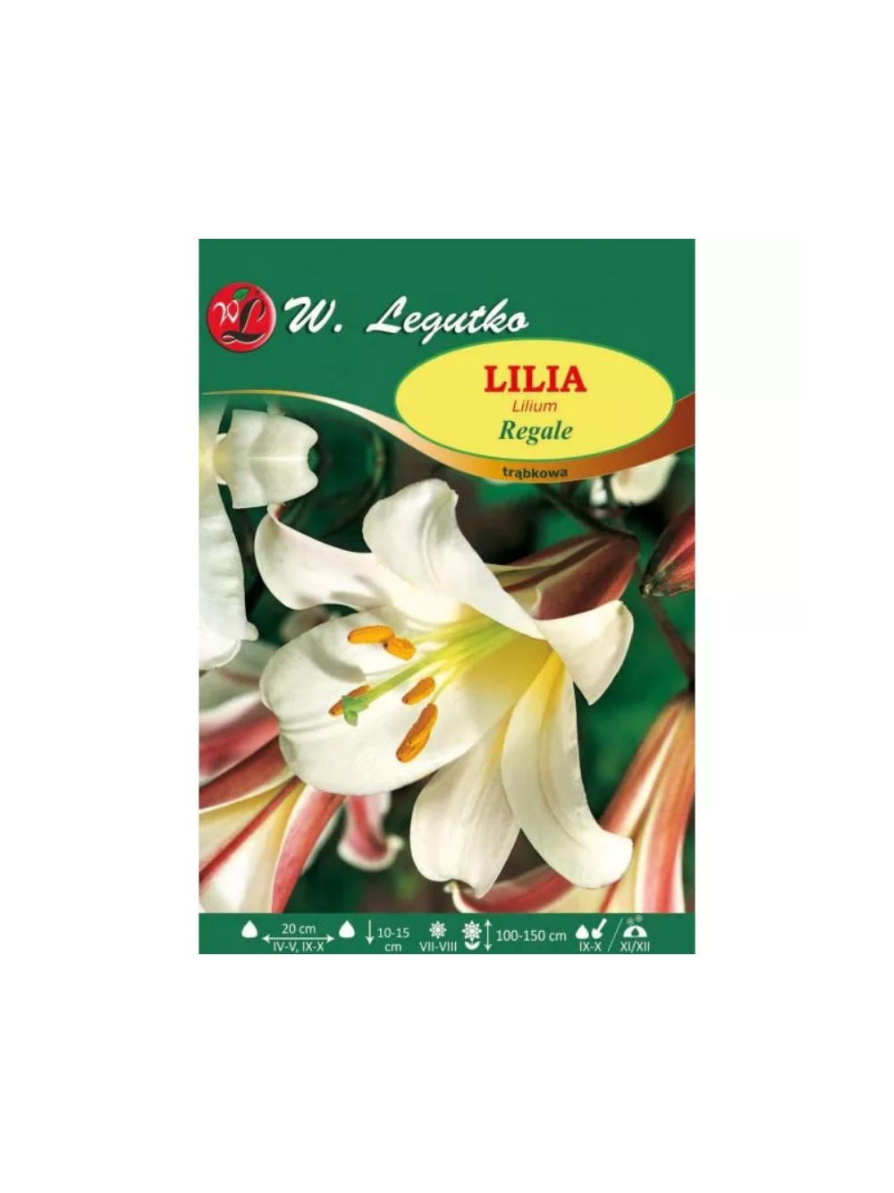Lilia Regale biała 1szt.