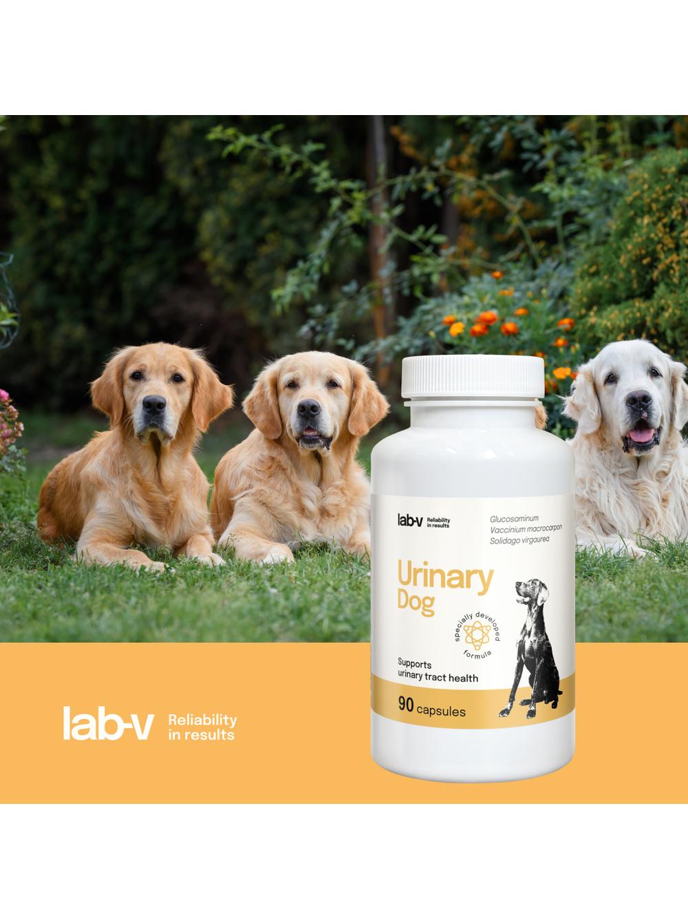 Lab-v Urinary Dog – Wsparcie przy zakażeniu dróg moczowych u psów 90 kapsułek