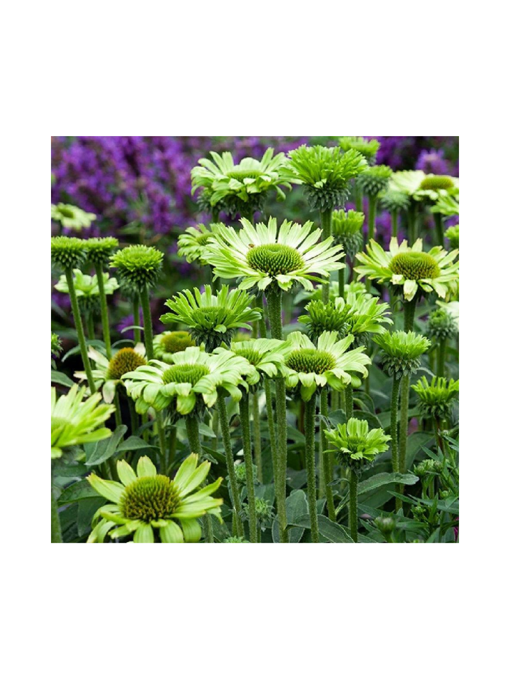 Jeżówka purpurowa - Echinacea purpurea 'Green Jewel'