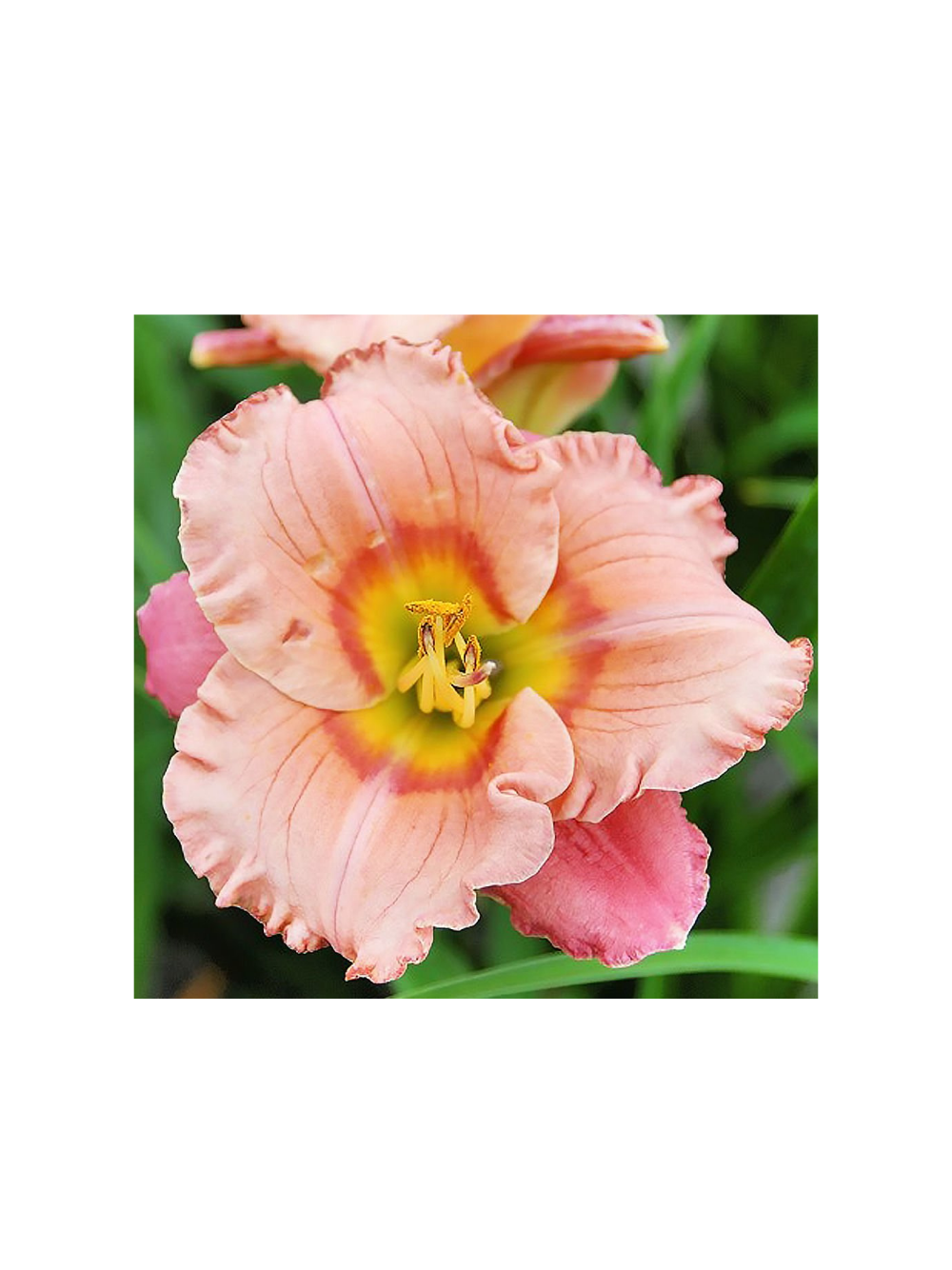 Liliowiec - Hemerocallis 'Elegant Candy'
