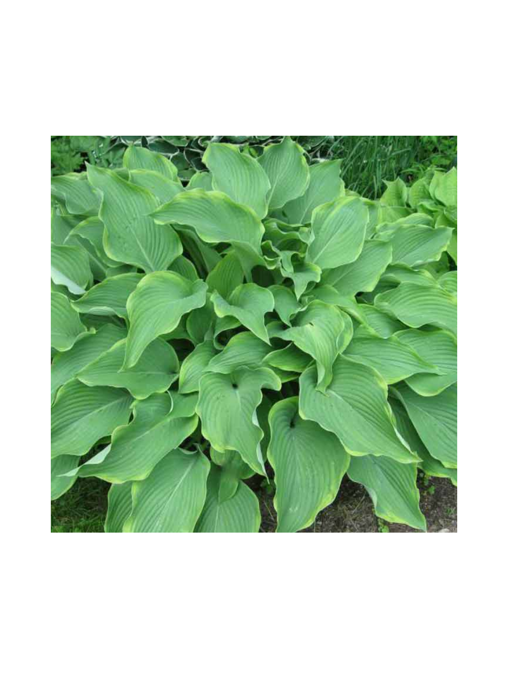 Funkia - Hosta 'Abba Dabba Do'