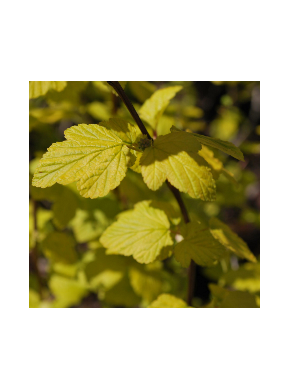 Pęcherznica kalinolistna  - Physocarpus opulifolius 'Dart's Gold'