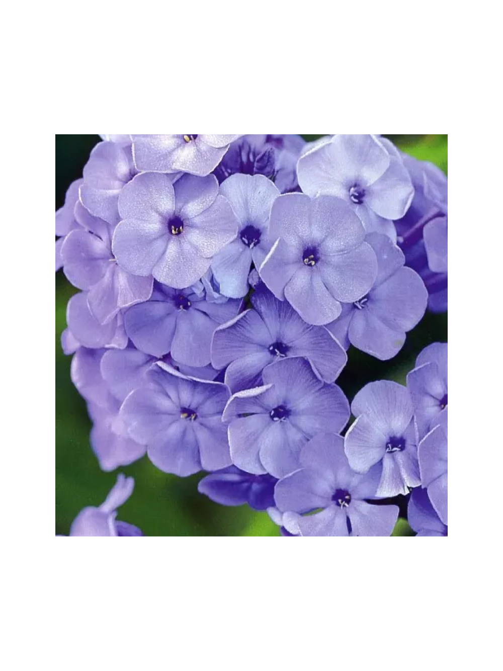 Floks wiechowaty - Phlox paniculata 'Blue Boy'