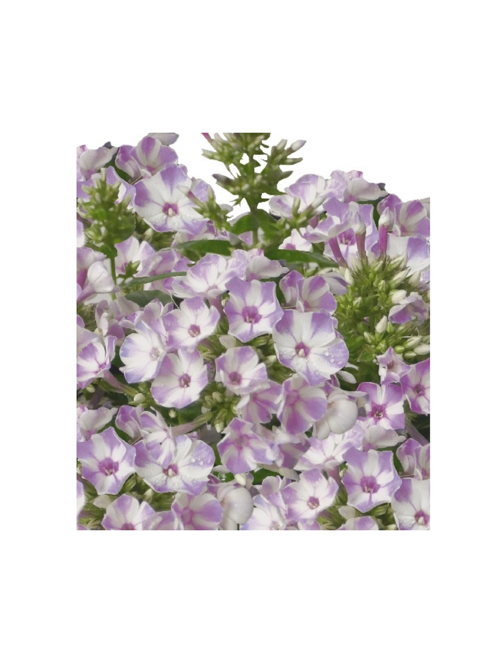 Floks wiechowaty - Phlox paniculata 'Flame Lilac Star'