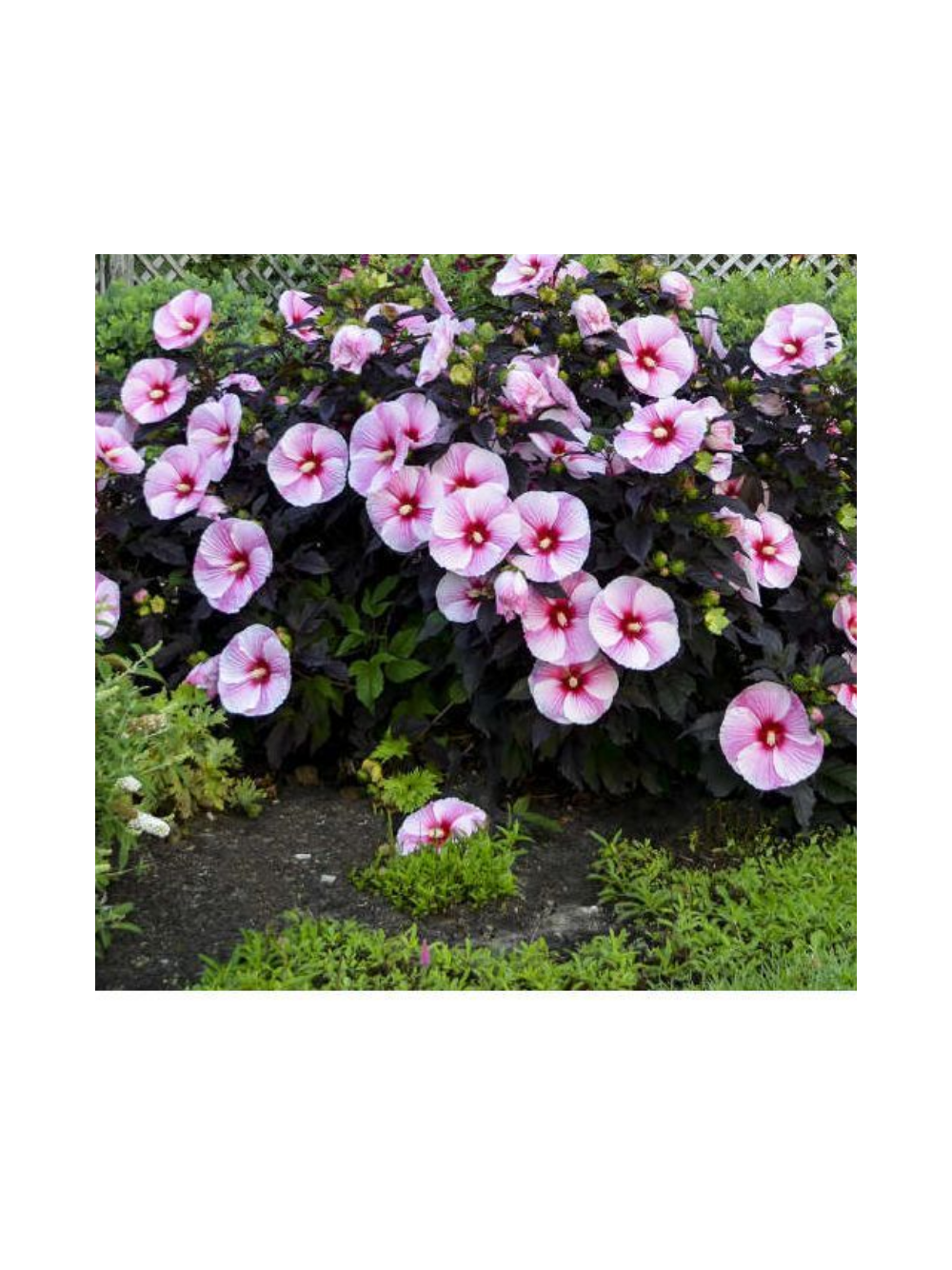 Hibiskus bylinowy ‘Starry Night’