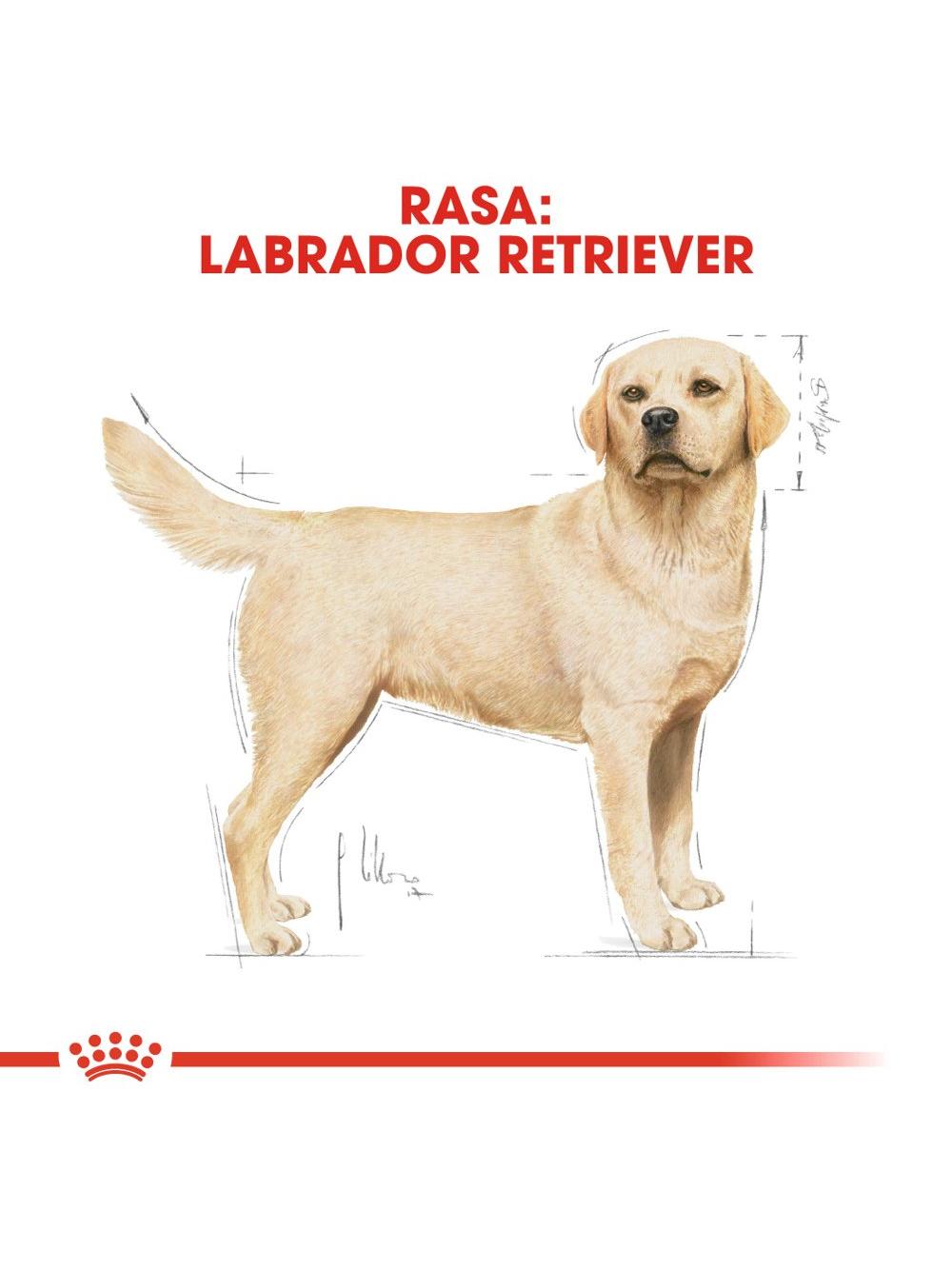 ROYAL CANIN® Labrador Retriever Adult 11,5 kg karma sucha dla psów dorosłych do 5. roku życia, rasy labrador retriever / Opakowanie uszkodzone (5766)!!!