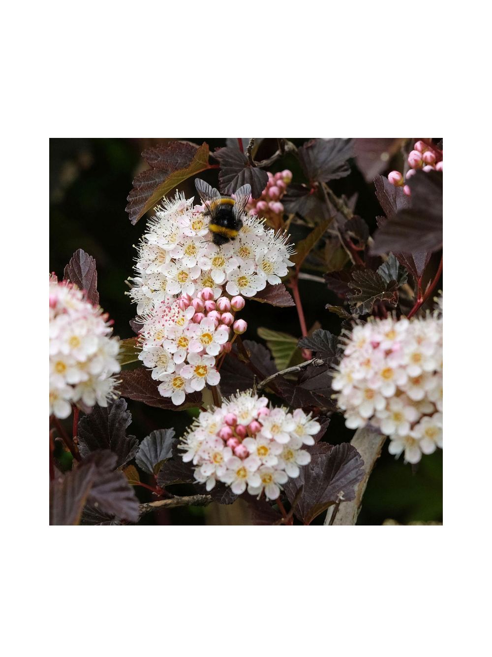 Pęcherznica kalinolistna - Physocarpus opulifolius 'Diable D'or'