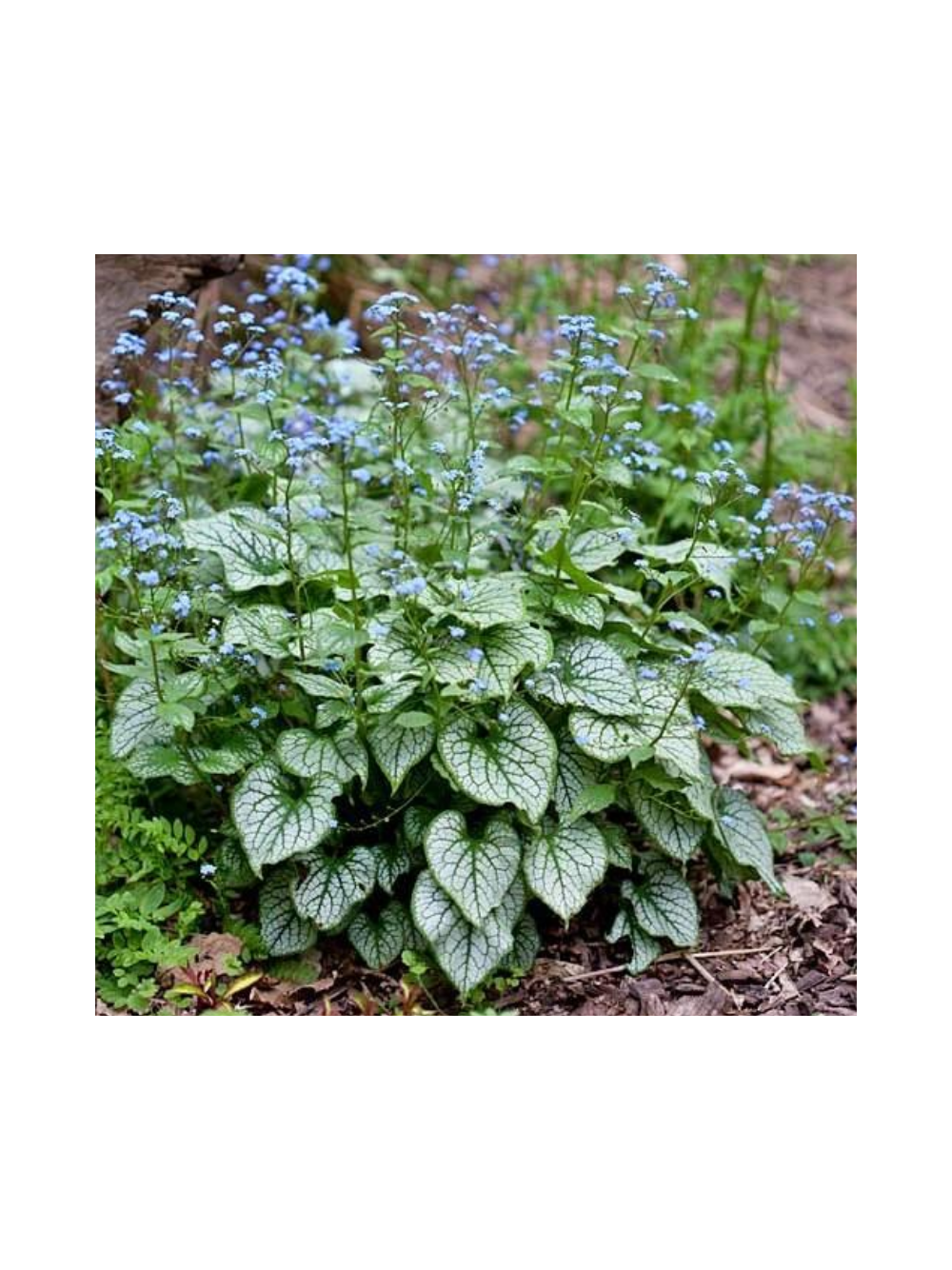 Brunnera macrophylla 'Silver Heart'