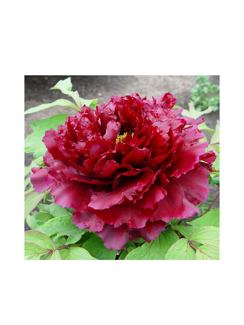 Piwonia drzewiasta - Paeonia suffruticosa 'Mo Run Jue Lun'