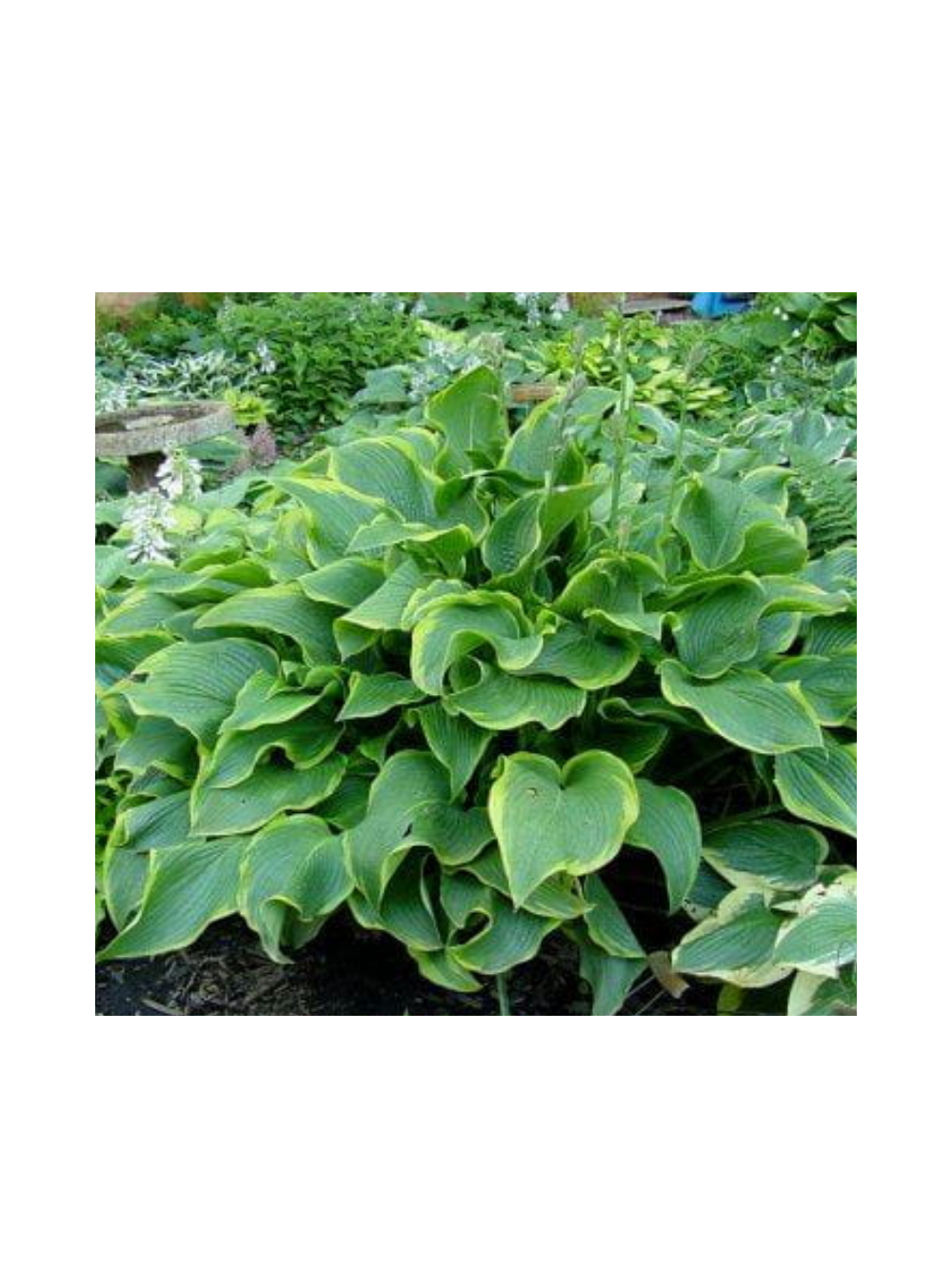 Funkia - Hosta 'Abba Dabba Do'