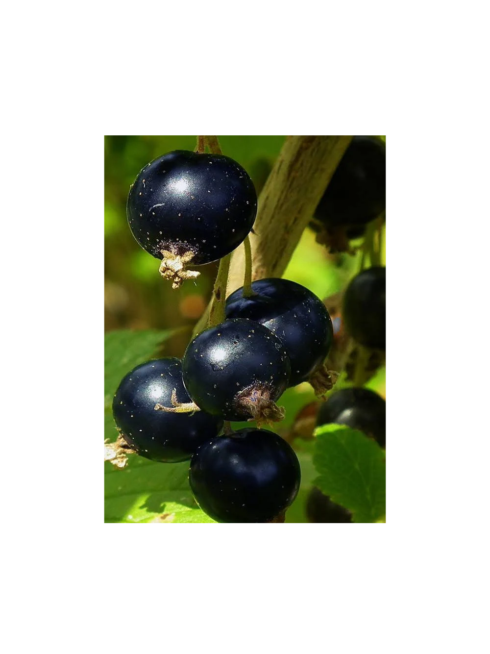 Porzeczkoagrest - Ribes 'Josta'