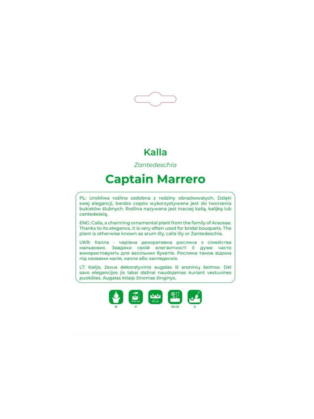 Kalla Captain Marrero jasnoróżowa 1szt.