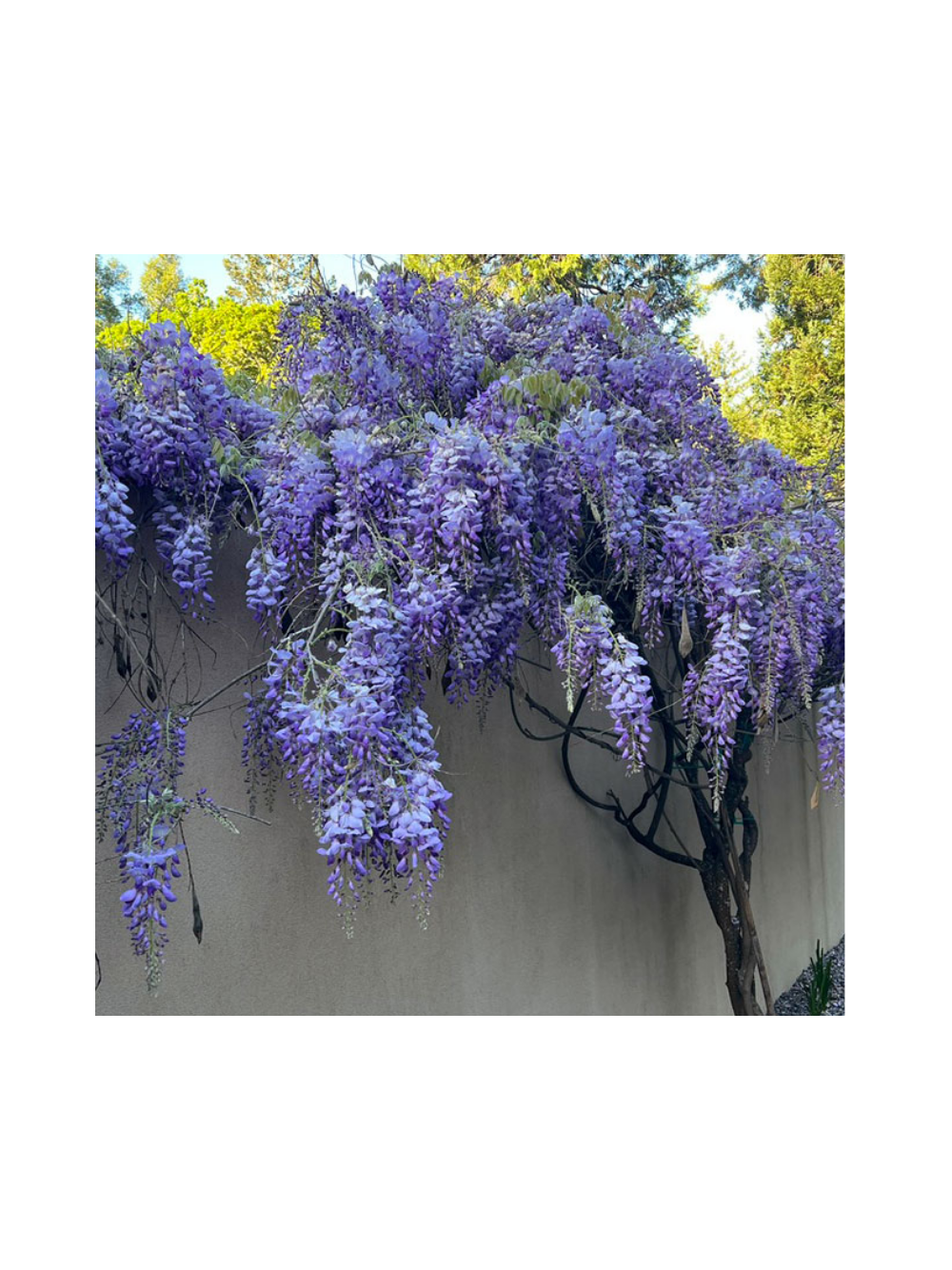 Glicynia chińska - Wisteria sinensis