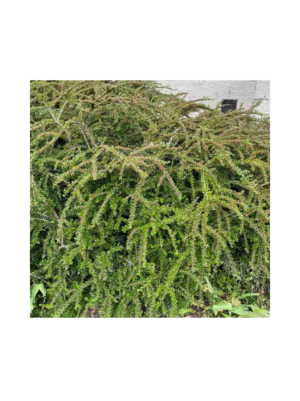 Irga pozioma - Cotoneaster Horizontalis