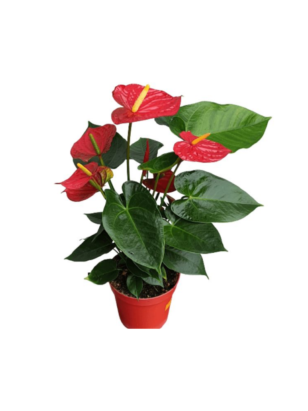 Anthurium czerwone d12