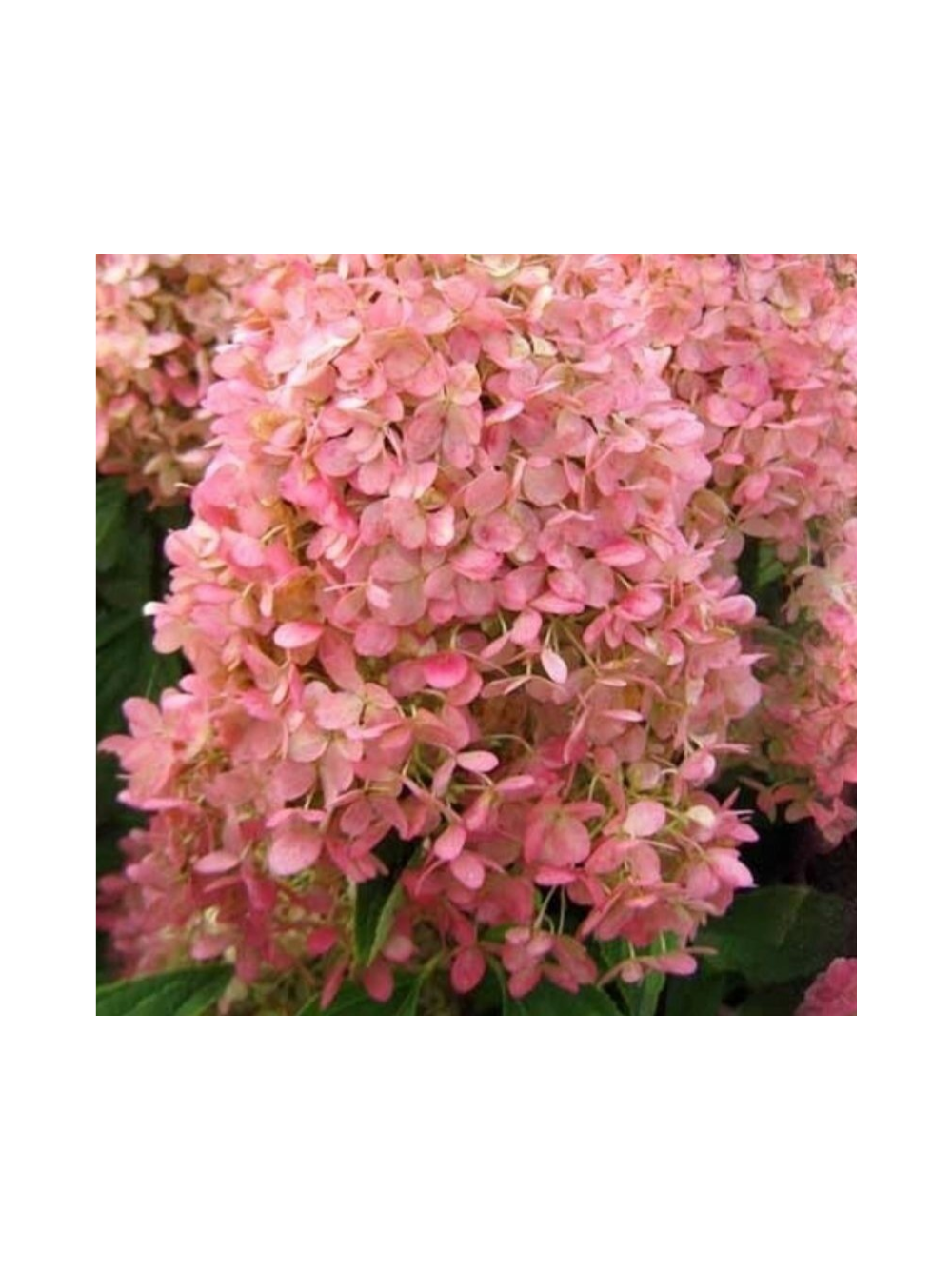 Hortensja bukietowa - Hydrangea paniculata 'Magical Candle'(R)